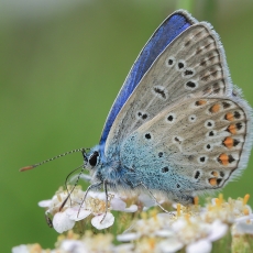 Dirvinis melsvys - Polyommatus icarus | Fotografas Gintautas Steiblys 
