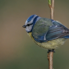 Mėlynoji zylė - Cyanistes caeruleus | Fotografas Gintautas Steiblys