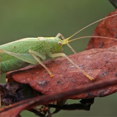 Girinis siūlaūsis - Meconema thalassinum ♀ | Fotografas Gintautas Steiblys