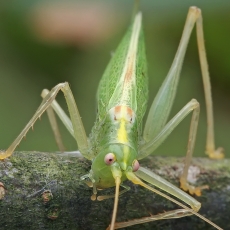 Girinis siūlaūsis - Meconema thalassinum ♀ | Fotografas Gintautas Steiblys