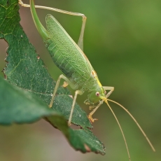 Girinis siūlaūsis - Meconema thalassinum ♀ | Fotografas Gintautas Steiblys