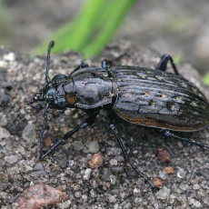 Daugiataškis žygis - Blethisa multipunctata | Fotografas Gintautas Steiblys