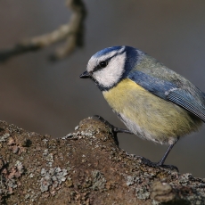 Mėlynoji zylė - Cyanistes caeruleus | Fotografas Gintautas Steiblys