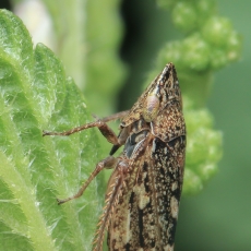 Cikadėlė - Aphrodes makarovi | Fotografas Gintautas Steiblys