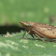 Cikadėlė - Aphrodes makarovi | Fotografas Gintautas Steiblys