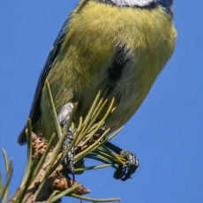 Mėlynoji zylė - Cyanistes caeruleus | Fotografas Gintautas Steiblys