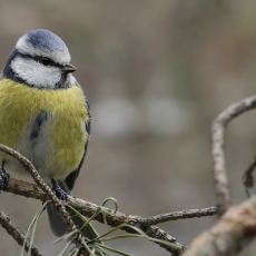 Mėlynoji zylė - Cyanistes caeruleus | Fotografas Gintautas Steiblys