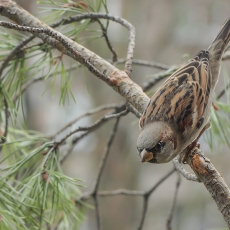 Naminis žvirblis - Passer domesticus | Fotografas Gintautas Steiblys