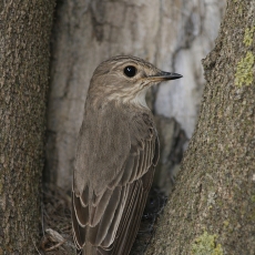 Pilkoji musinukė - Muscicapa striata | Fotografas Gintautas Steiblys