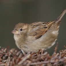 Naminis žvirblis - Passer domesticus ♀ | Fotografas Gintautas Steiblys
