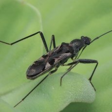 Dirvablakė - Metochus villosulus | Fotografas Gintautas Steiblys