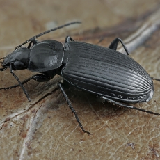 Žvitražygis - Agonum emarginatum | Fotografas Gintautas Steiblys