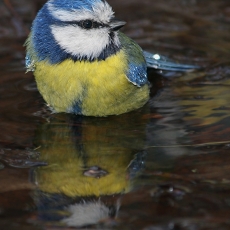 Mėlynoji zylė - Cyanistes caeruleus | Fotografas Gintautas Steiblys
