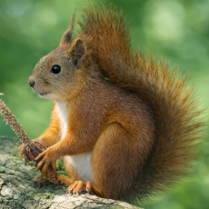 Paprastoji voverė - Sciurus vulgaris | Fotografas Gintautas Steiblys