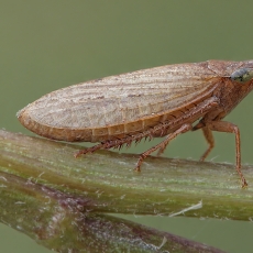Cikadėlė - Aphrodes makarovi | Fotografas Gintautas Steiblys