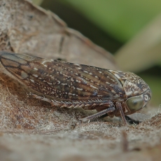 Cikadėlė - Acericerus ribauti | Fotografas Gintautas Steiblys