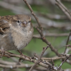Naminis žvirblis - Passer domesticus | Fotografas Gintautas Steiblys