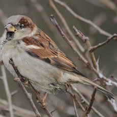 Naminis žvirblis - Passer domesticus | Fotografas Gintautas Steiblys