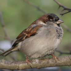 Naminis žvirblis - Passer domesticus | Fotografas Gintautas Steiblys