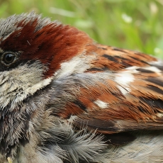 Naminis žvirblis - Passer domesticus | Fotografas Gintautas Steiblys