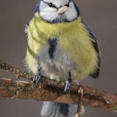 Mėlynoji zylė - Cyanistes caeruleus | Fotografas Gintautas Steiblys