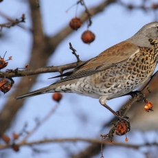 Smilginis strazdas - Turdus pilaris | Fotografas Gintautas Steiblys