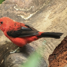 Brazilinė raštuotoji tanagra - Ramphocelus bresilius ♂ | Fotografas Gintautas Steiblys