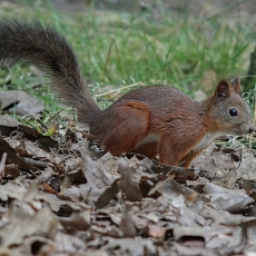 Paprastoji voverė - Sciurus vulgaris | Fotografas Gintautas Steiblys