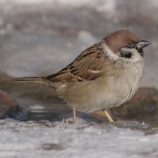 Eurazinis karklažvirblis - Passer montanus | Fotografas Gintautas Steiblys