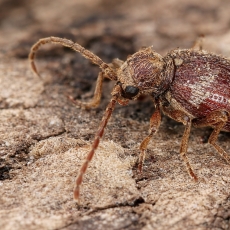 Paprastasis vorvabalis - Ptinus fur | Fotografas Gintautas Steiblys