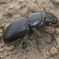 Žygis - Acinopus ambiguus | Fotografas Gintautas Steiblys