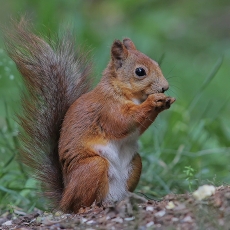 Paprastoji voverė - Sciurus vulgaris | Fotografas Gintautas Steiblys