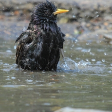 Paprastasis varnėnas - Sturnus vulgaris | Fotografas Gintautas Steiblys