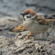 Eurazinis karklažvirblis - Passer montanus | Fotografas Gintautas Steiblys