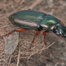 Žaliasis vikriažygis - Harpalus affinis | Fotografas Gintautas Steiblys