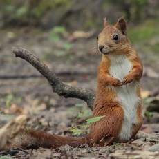 Paprastoji voverė - Sciurus vulgaris | Fotografas Gintautas Steiblys