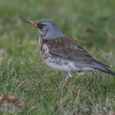 Smilginis strazdas - Turdus pilaris | Fotografas Gintautas Steiblys