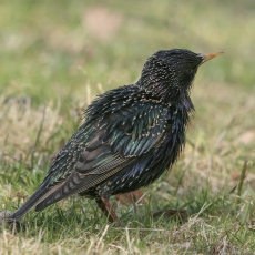 Paprastasis varnėnas - Sturnus vulgaris | Fotografas Gintautas Steiblys