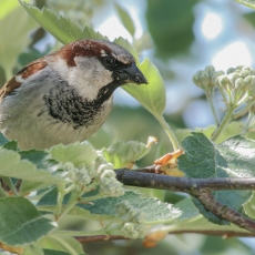 Naminis žvirblis - Passer domesticus | Fotografas Gintautas Steiblys