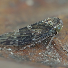Cikadėlė - Acericerus ribauti | Fotografas Gintautas Steiblys