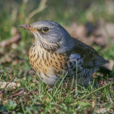 Smilginis strazdas - Turdus pilaris | Fotografas Gintautas Steiblys