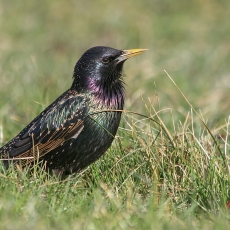 Paprastasis varnėnas - Sturnus vulgaris | Fotografas Gintautas Steiblys