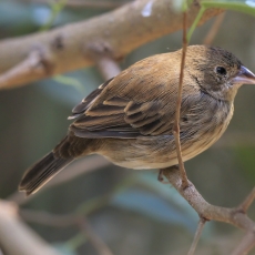 Jakarina - Volatinia jacarina ♀ | Fotografas Gintautas Steiblys