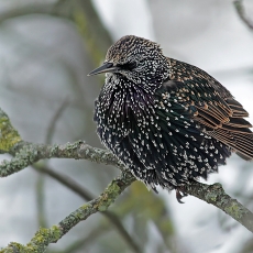 Paprastasis varnėnas - Sturnus vulgaris | Fotografas Gintautas Steiblys