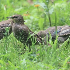Paprastieji varnėnai - Sturnus vulgaris | Fotografas Gintautas Steiblys