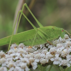 Lakštasparnis pjūklius - Phaneroptera falcata | Fotografas Gintautas Steiblys