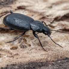 Paprastasis pelkiažygis - Agonum fuliginosum | Fotografas Gintautas Steiblys