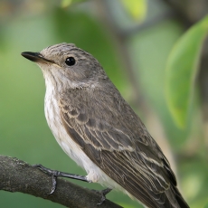Pilkoji musinukė - Muscicapa striata | Fotografas Gintautas Steiblys