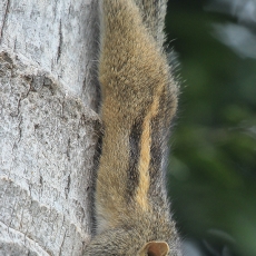 Palminė voverė - Funambulus palmarum | Fotografas Gintautas Steiblys