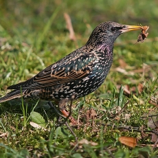 Paprastasis varnėnas - Sturnus vulgaris | Fotografas Gintautas Steiblys